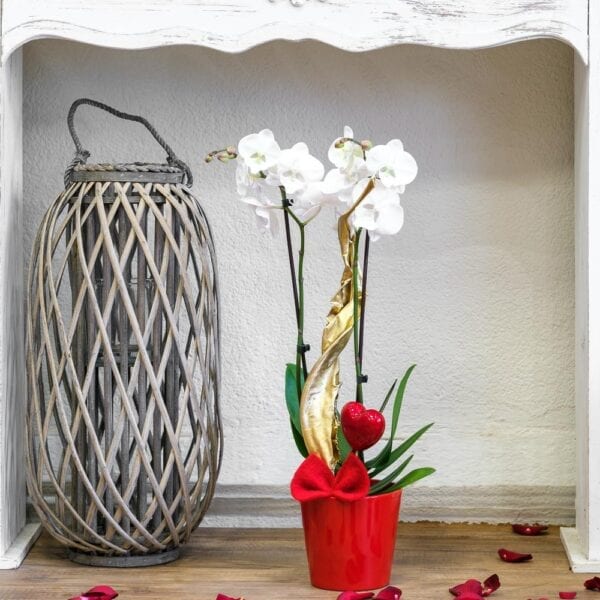 orchidée blanche